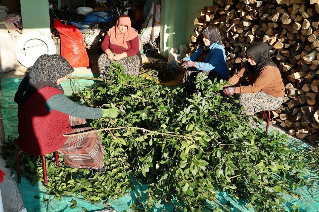 O köyün gelir kapısı: Pazarda kilosu 35 TL'den satılıyor! Hasat başladı, tezgahta bolluk yaşanıyor 4